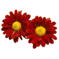 Object Segmentation